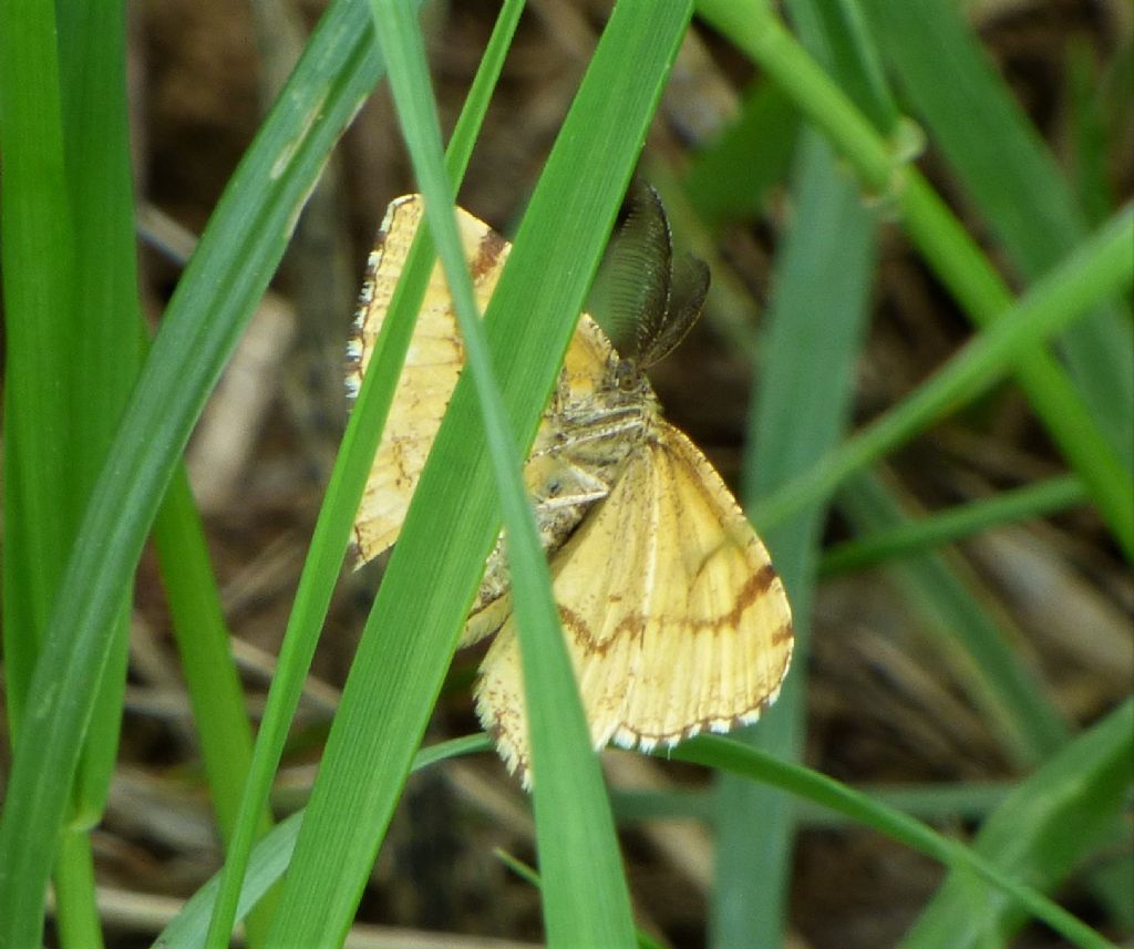 Ematurga atomaria (Geometridae)